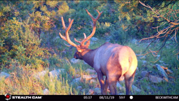 Elk on Colorado Ranch