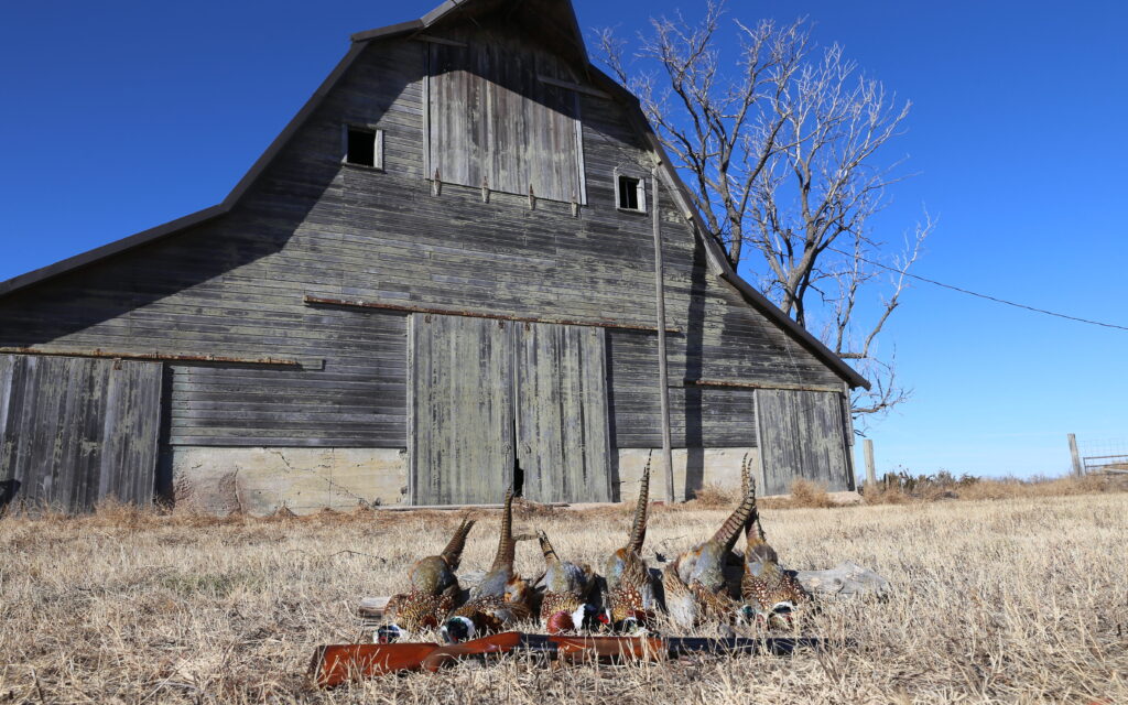 Pheasant on Colorado farm