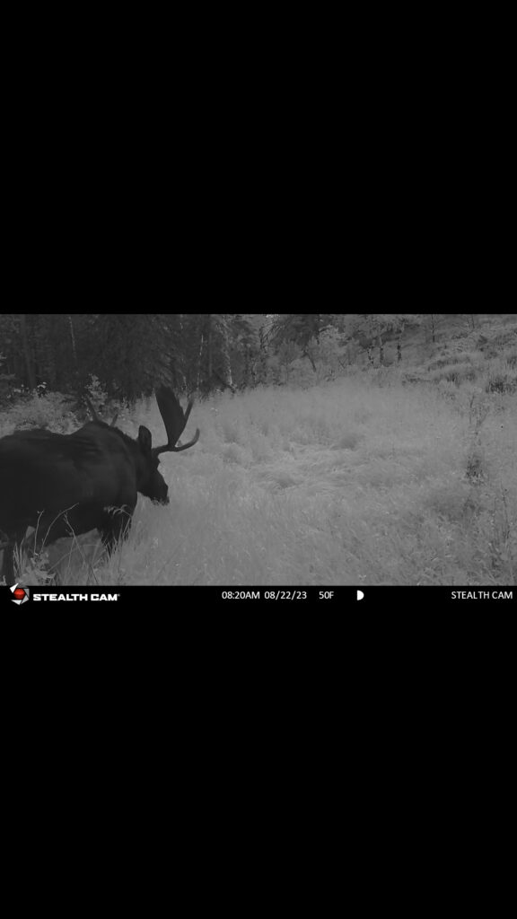 Moose grazing on Wyoming ranch meadow