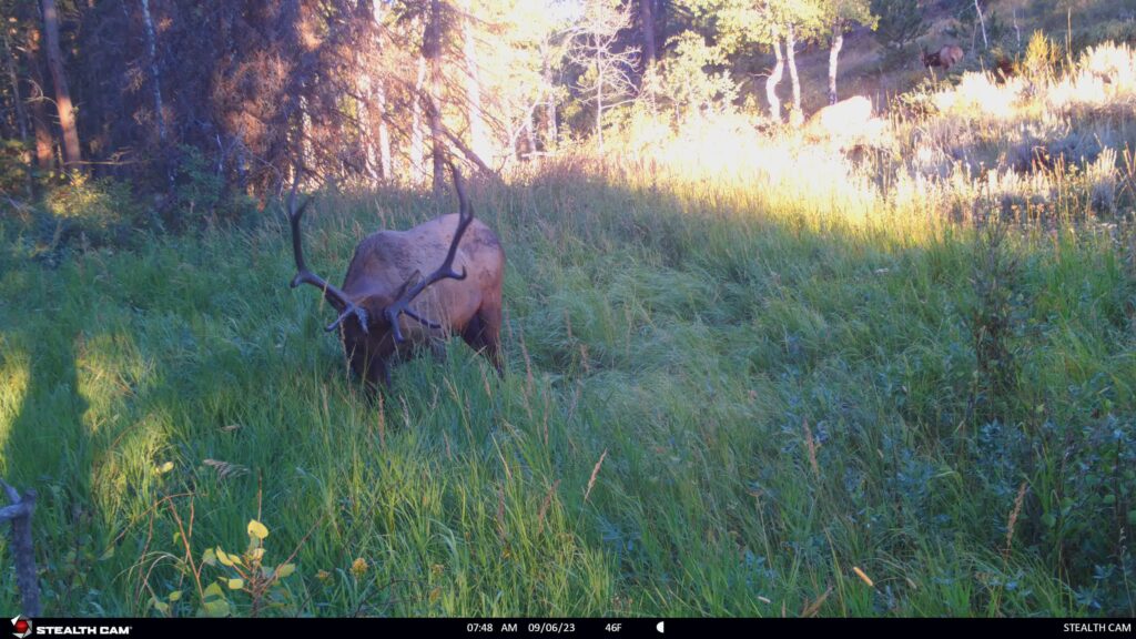 Elk grazing on Wyoming ranch meadow