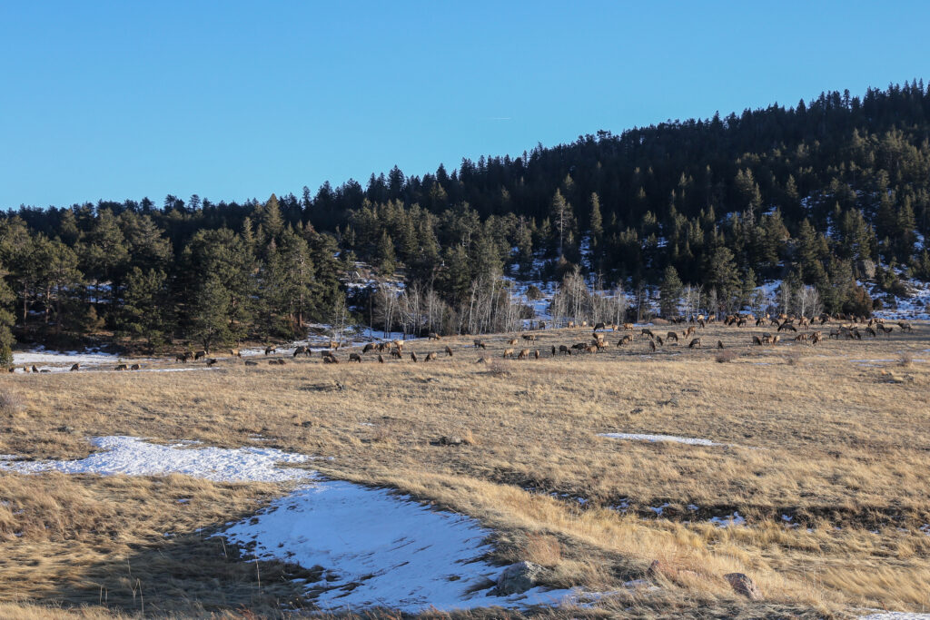Elk in Colorado