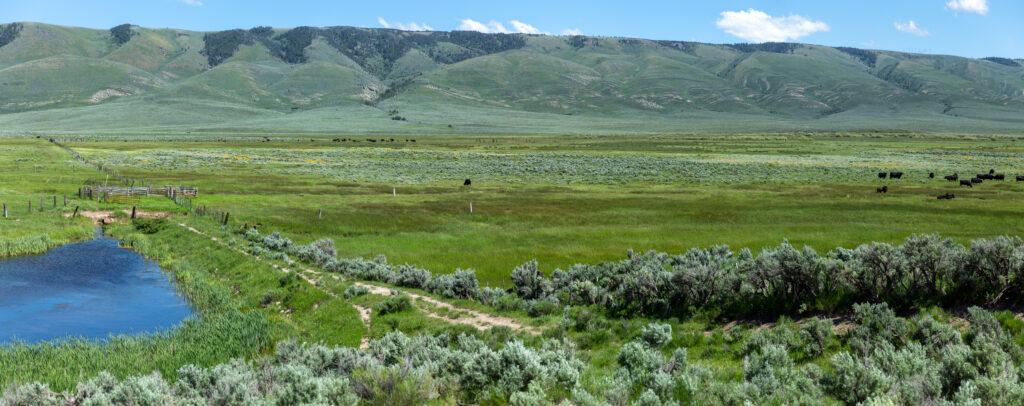 Cattle Ranch in Wyoming