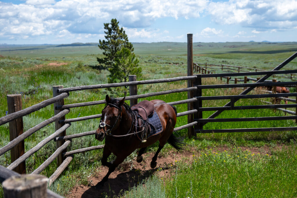 Horse boarding in Wyoming