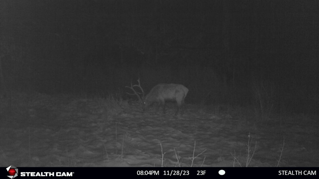 Elk on Colorado Ranch